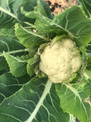 Picture of Cauliflower (1 KG)