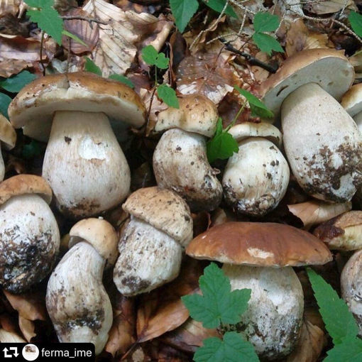 Picture of Porcini Mushrooms