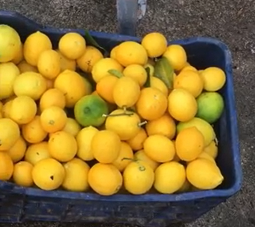 Picture of Lemon (1 KG)