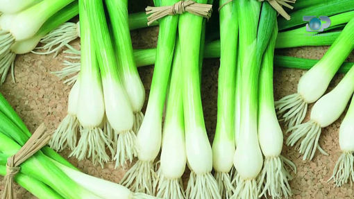 Picture of Green Onions (0.5 KG)