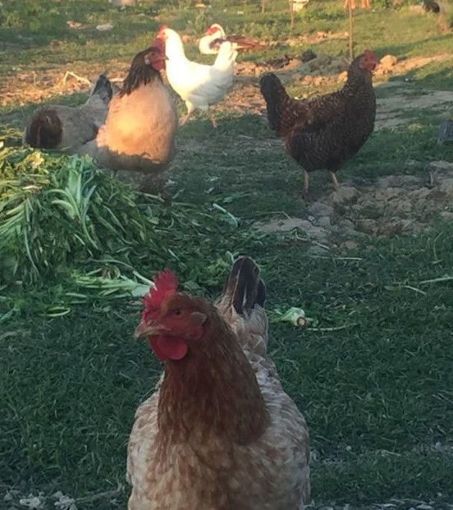 Picture of Farm Chicken (1 KG)